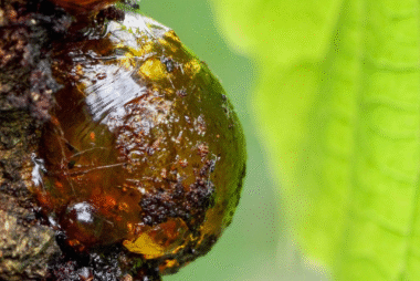 The global science of Royal Botany